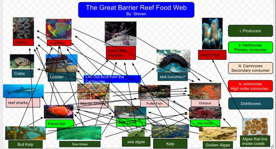 Food Web Great Barrier Reef By Sam Wilkinson 5299