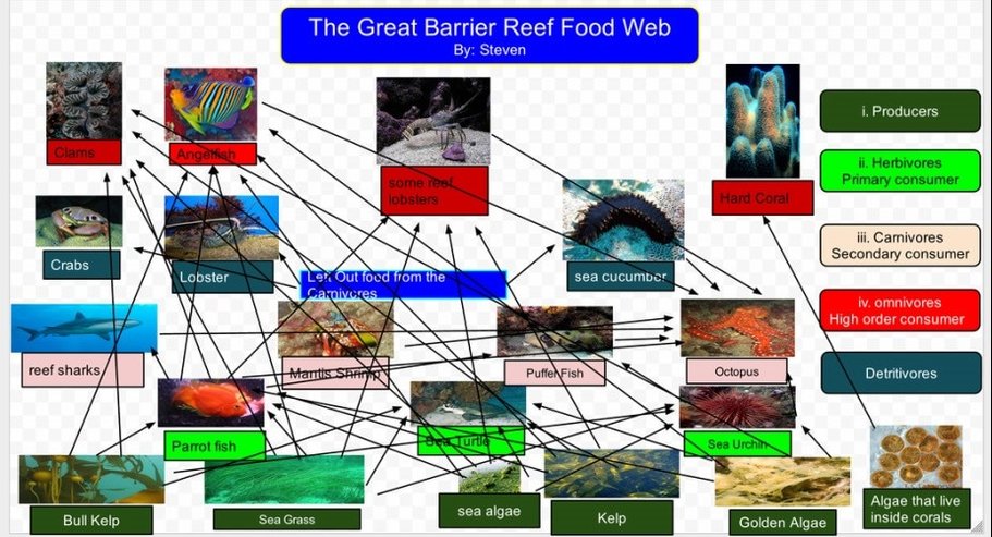 Food Web - Great barrier reef by sam wilkinson